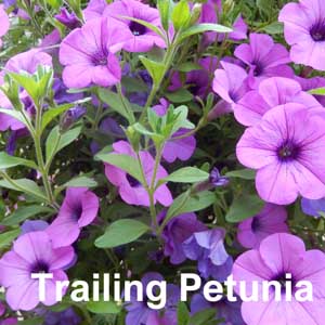 Trailing Petunia Bedding Plant in Individual Pots